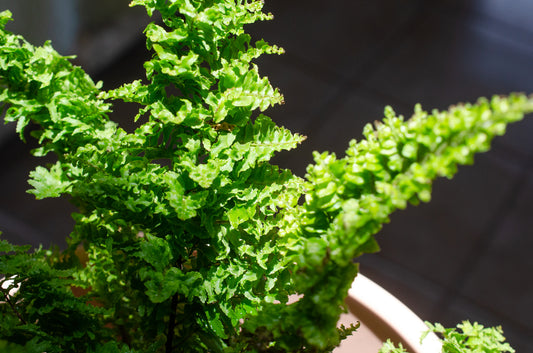 5 Plantas para purificar el aire de tu casa