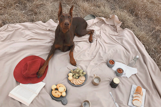 Imagen de picnic con un perro doberman