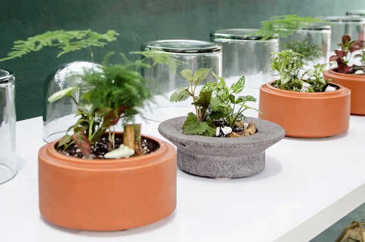 Imagen de los terrarios creados en el taller 'Creando un mini mundo en un terrario'