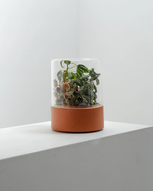 Terrario Lillipot | Kit con plantas