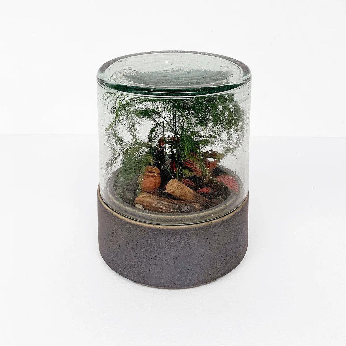 Terrario Lillipot | Kit con plantas